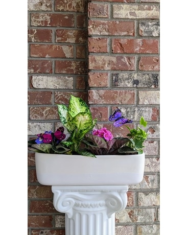 Butterfly Garden Dish Garden Plant