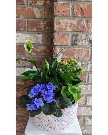 Terrazzo Garden Dish Garden Plant